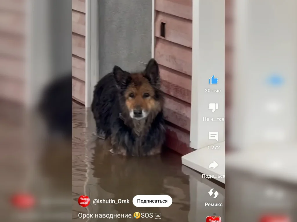 Бездомные животные