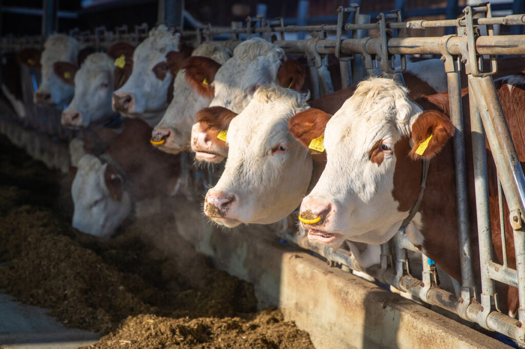 Цены на сливочное масло