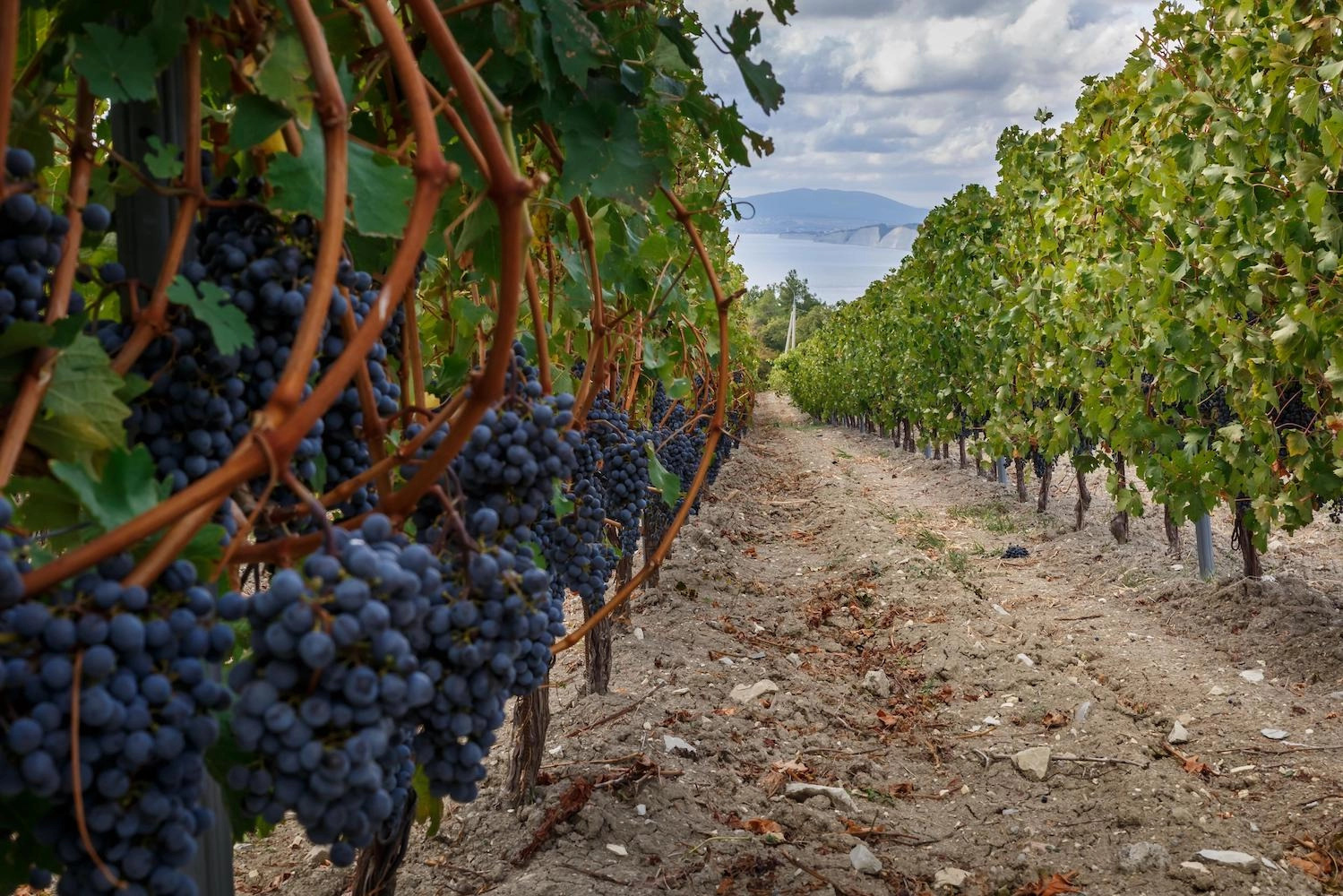 Винодельческое хозяйство «Мезыбь», расположенное под Геленджиком и принадлежащее Русской православной церкви