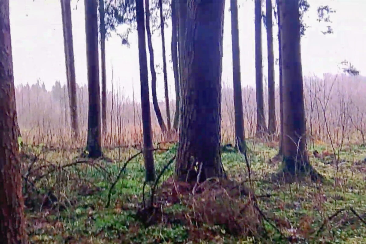 Лес на границе между Россией и Беларусью