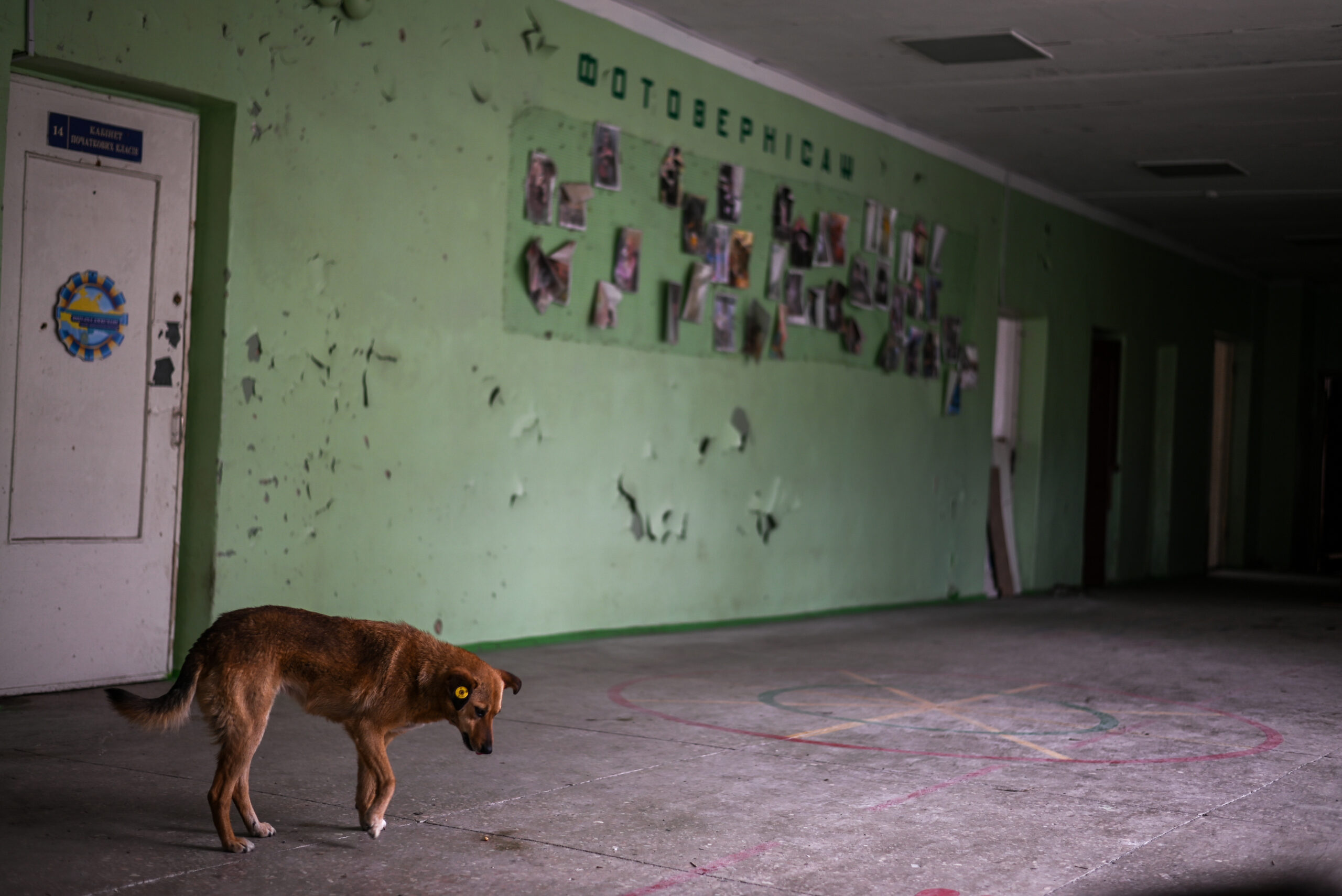 В Госдуме предложили убивать бездомных собак в «ДНР»